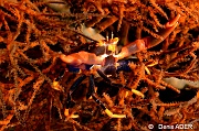 Quadrella serenei Crabe de corail noir de Serene-Moga Island Ridge 1-27m-20180529-Denis-ADER-DSC_1775_tn